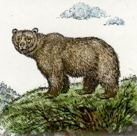 Bear