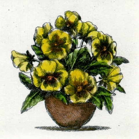 Blumen: Stiefmütterchen, gelb