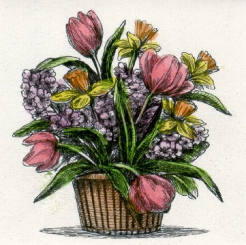 Blumen: Tulpen