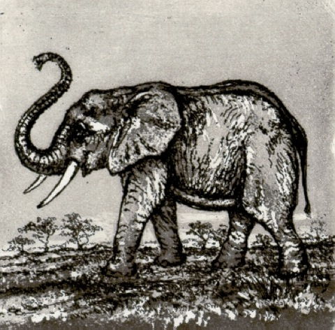 Elefant