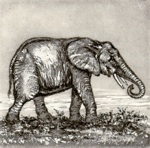 Elefant