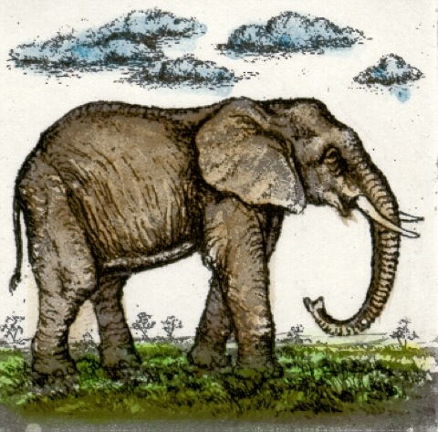 Elefant