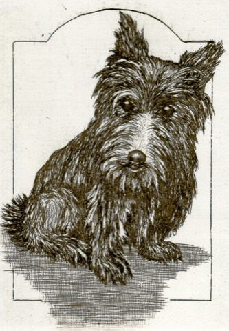 Hund, Terrier