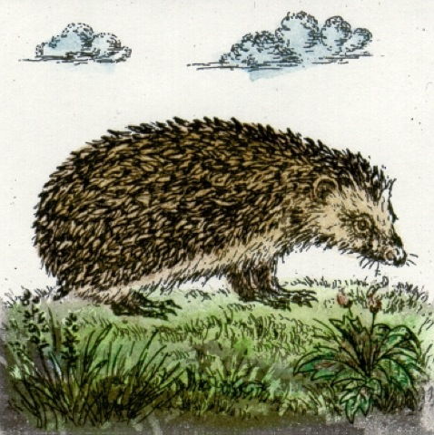 Igel