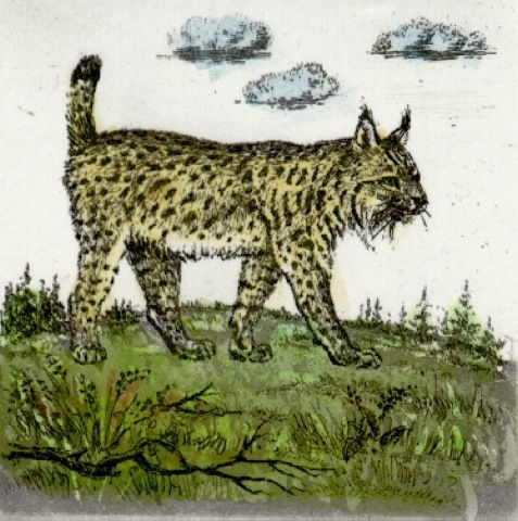 Luchs