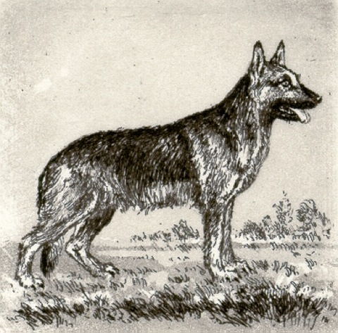 Hund, Schäferhund