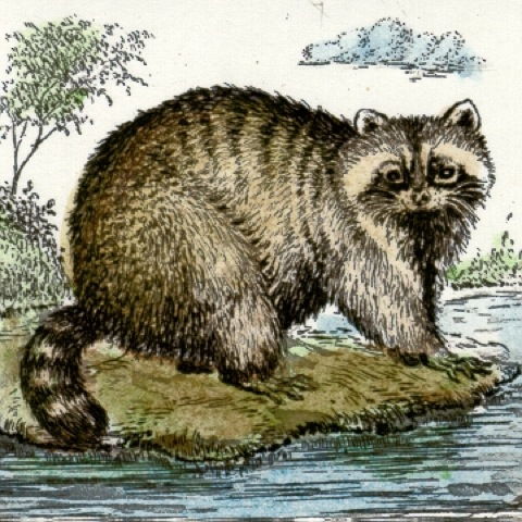 Waschbär