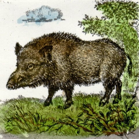 Wildschwein