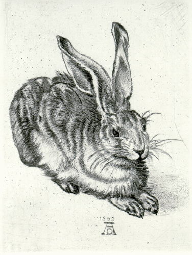 Hase nach Dürer