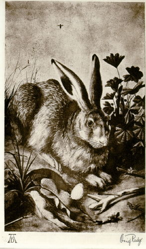 Hase nach Dürer